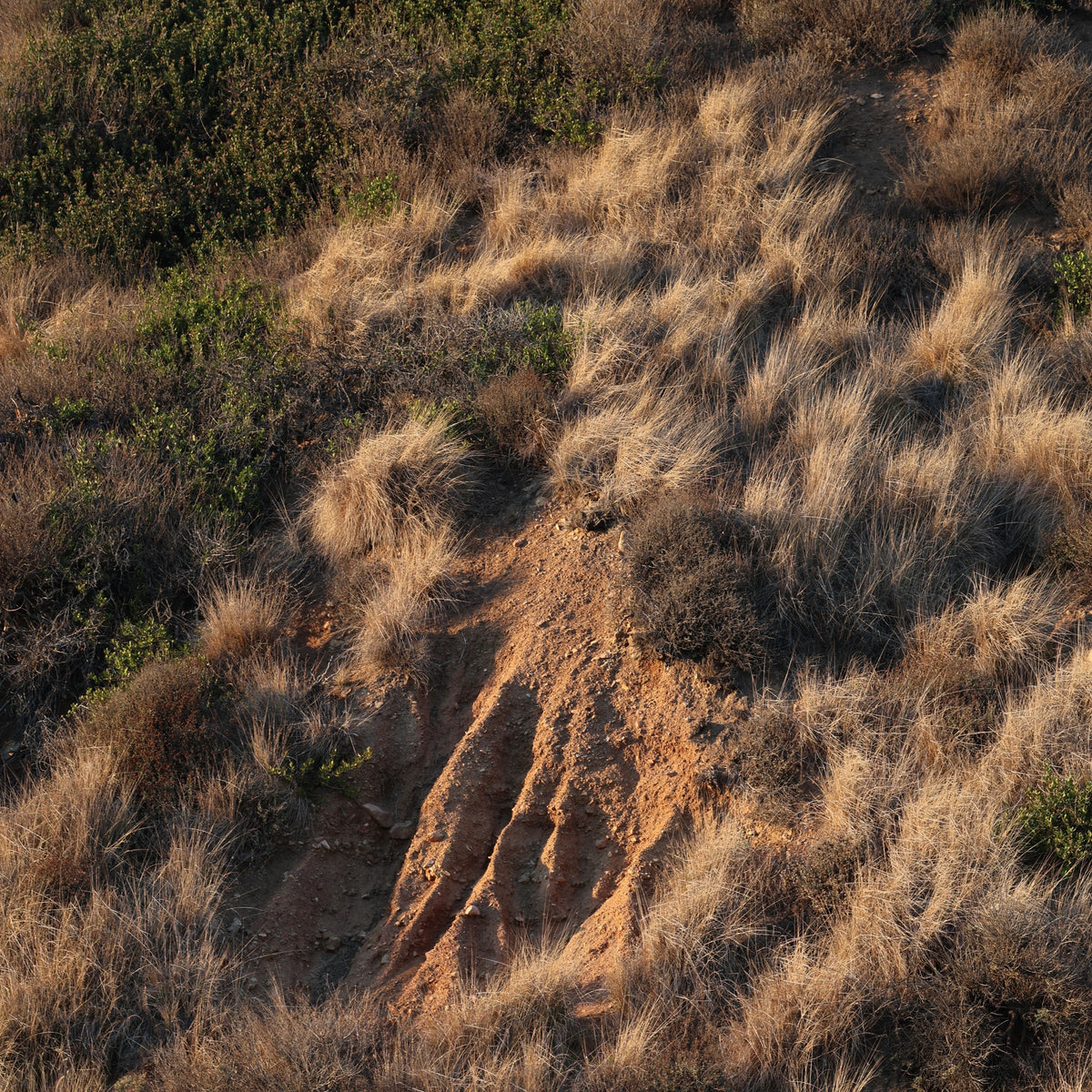California coastal hillside in fall, with golden dry grasses, muted green shrubs, and patches of exposed earth.