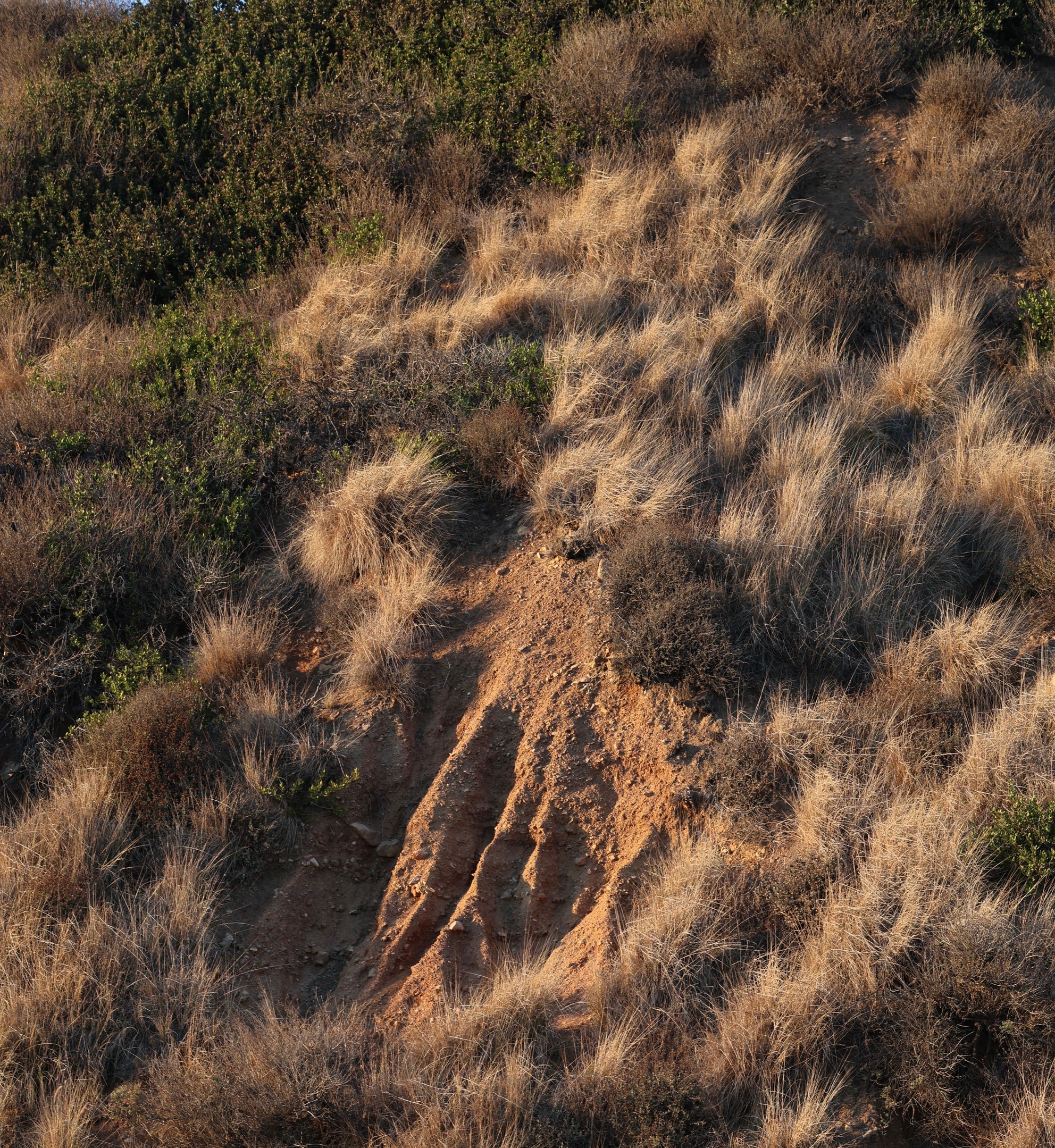 California coastal hillside in fall, with golden dry grasses, muted green shrubs, and patches of exposed earth.
