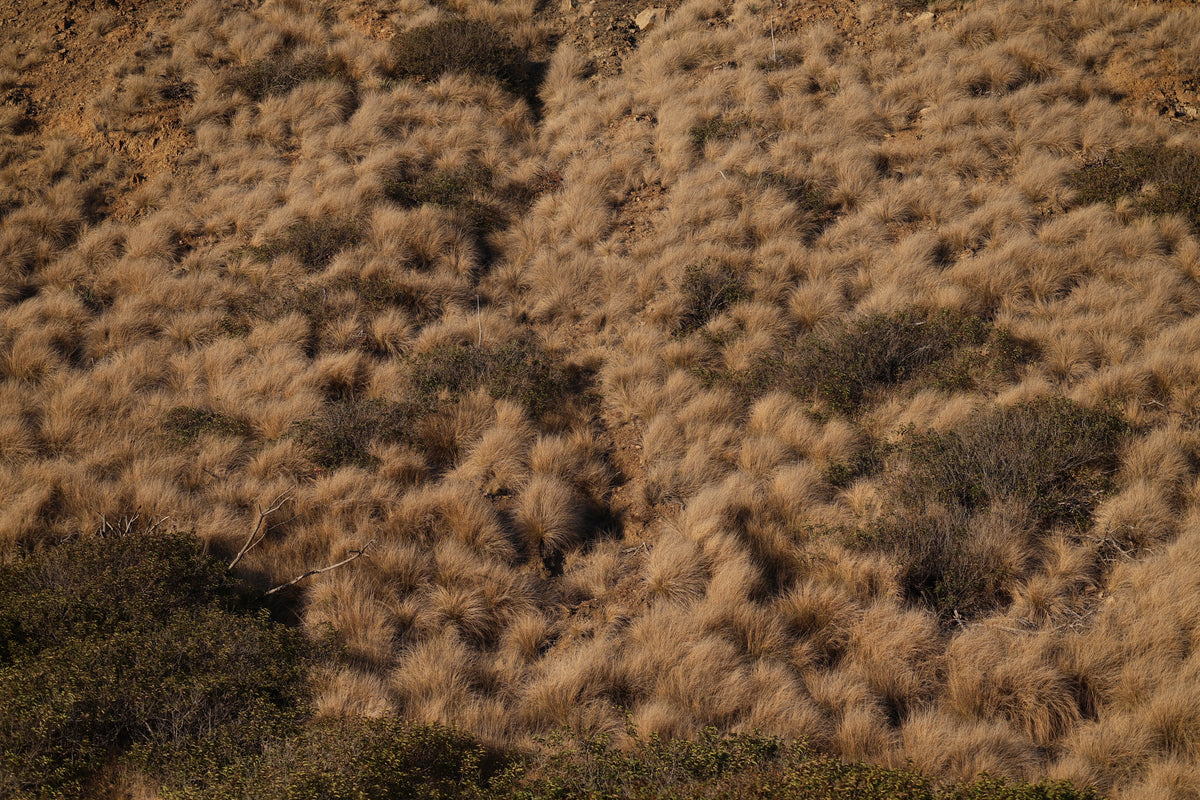 California coastal landscape with dry golden grasses, dusty green vegetation, and weathered earth in fall.